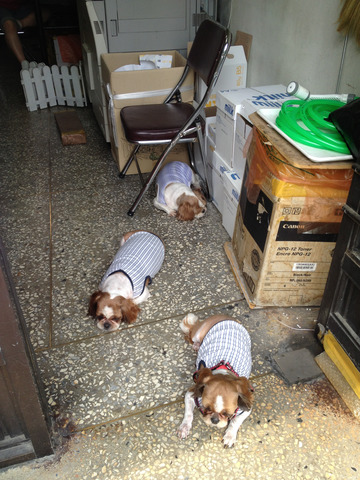 写真 2013-06-08 14 01 16.jpg